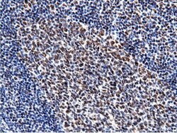 NT5DC1 Mouse anti-Human, Clone: OTI3H2, lyophilized, TrueMAB 100 &mu;g;