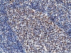 NT5DC1 Monoclonal Antibody (OTI3H2), TrueMAB , OriGene 30 &mu;L; Unconjugated:Antibodies,