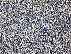 NT5DC1 Monoclonal Antibody (OTI3H2), TrueMAB , OriGene 30 &mu;L; Unconjugated:Antibodies,