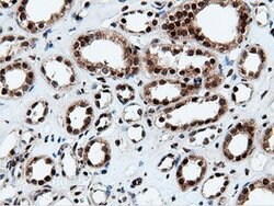 NT5DC1 Mouse anti-Human, Clone: OTI3H2, lyophilized, TrueMAB 100 &mu;g;