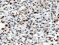 NT5DC1 Mouse anti-Human, Clone: OTI3H2, lyophilized, TrueMAB 100 &mu;g;