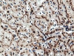 NT5DC1 Mouse anti-Human, Clone: OTI3H2, lyophilized, TrueMAB 100 &mu;g;
