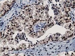 NT5DC1 Monoclonal Antibody (OTI2A1), TrueMAB , OriGene 100 &mu;L; Unconjugated:Antibodies,