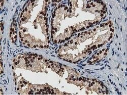 NT5DC1 Monoclonal Antibody (OTI2A1), TrueMAB , OriGene 100 &mu;L; Unconjugated:Antibodies,
