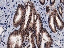 NT5DC1 Monoclonal Antibody (OTI2A1), TrueMAB , OriGene:Antibodies:Primary