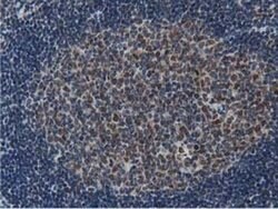 NT5DC1 Monoclonal Antibody (OTI2A1), TrueMAB , OriGene 100 &mu;L; Unconjugated:Antibodies,