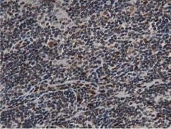 NT5DC1 Monoclonal Antibody (OTI2A1), TrueMAB , OriGene 100 &mu;L; Unconjugated:Antibodies,