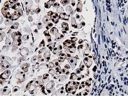 NT5DC1 Monoclonal Antibody (OTI2A1), TrueMAB , OriGene 100 &mu;L; Unconjugated:Antibodies,