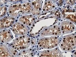 NT5DC1 Monoclonal Antibody (OTI2A1), TrueMAB , OriGene 100 &mu;L; Unconjugated:Antibodies,