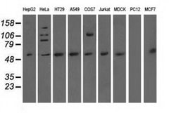 NT5DC1 Monoclonal Antibody (OTI3A6), TrueMAB , OriGene 30 &mu;L; Unconjugated:Antibodies,