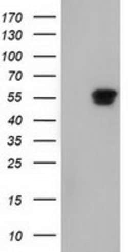 NT5DC1 Mouse anti-Human, Clone: OTI1B1, lyophilized, TrueMAB 100 &mu;g | Buy Online | Origene Technologies | Fisher Scientific
