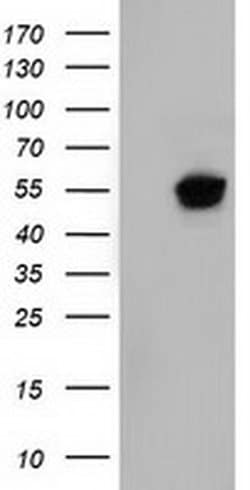 NT5DC1 Monoclonal Antibody (OTI2H8), TrueMAB , OriGene 100 &mu;L; Unconjugated:Antibodies,