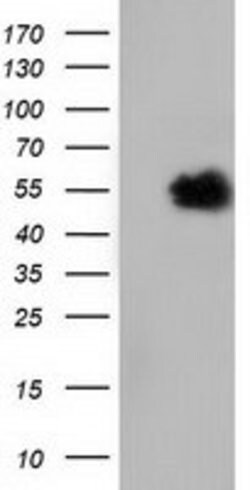 NT5DC1 Mouse anti-Canine, Human, Rat, Clone: OTI1E11, lyophilized, TrueMAB