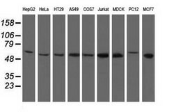 NT5DC1 Mouse anti-Canine, Human, Rat, Clone: OTI1E11, lyophilized, TrueMAB