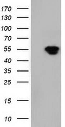 NT5DC1 Monoclonal Antibody (OTI3H2), TrueMAB , OriGene 30 &mu;L; Unconjugated:Antibodies,