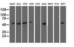 NT5DC1 Mouse anti-Human, Clone: OTI3H2, lyophilized, TrueMAB 100 &mu;g;