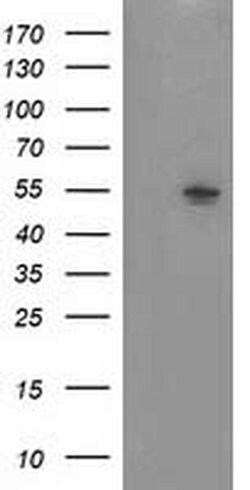 NT5DC1 Monoclonal Antibody (OTI2A1), TrueMAB , OriGene:Antibodies:Primary
