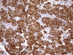 NT5E Mouse anti-Human, Clone: OTI1G2, lyophilized, TrueMAB 100 &mu;g; Unconjugated:Antibodies,