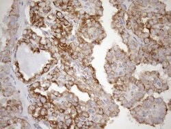 NT5E Mouse anti-Human, Clone: OTI1G2, lyophilized, TrueMAB 100 &mu;g; Unconjugated:Antibodies,
