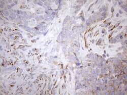 NT5E Mouse anti-Human, Clone: OTI1G2, lyophilized, TrueMAB 100 &mu;g; Unconjugated:Antibodies,