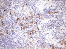 NT5E Monoclonal Antibody (OTI1G2), TrueMAB , OriGene 100 &mu;L; Unconjugated:Antibodies,