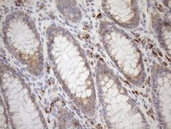 NT5E Mouse anti-Human, Clone: OTI1G2, lyophilized, TrueMAB 100 &mu;g; Unconjugated:Antibodies,