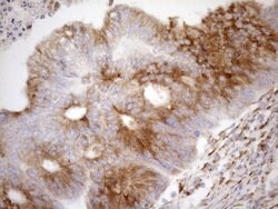 NT5E Mouse anti-Human, Clone: OTI1G2, lyophilized, TrueMAB 100 &mu;g; Unconjugated:Antibodies,