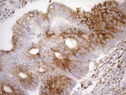 NT5E Monoclonal Antibody (OTI1G2), TrueMAB , OriGene 100 &mu;L; Unconjugated:Antibodies,