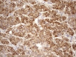 NT5E Mouse anti-Human, Clone: OTI1G2, lyophilized, TrueMAB 100 &mu;g; Unconjugated:Antibodies,