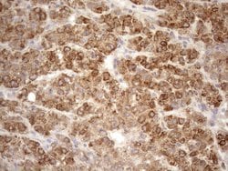NT5E Monoclonal Antibody (OTI1G2), TrueMAB , OriGene 100 &mu;L; Unconjugated:Antibodies,