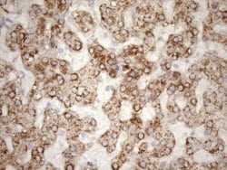 NT5E Monoclonal Antibody (OTI1G2), TrueMAB , OriGene 100 &mu;L; Unconjugated:Antibodies,