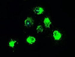 NTRK2 Mouse anti-Human, Clone: OTI2E1, liquid, TrueMAB 30 &mu;L; Unconjugated:Antibodies,