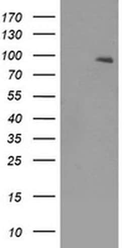 NTRK2 Mouse anti-Human, Clone: OTI2E1, liquid, TrueMAB 30 &mu;L; Unconjugated:Antibodies,