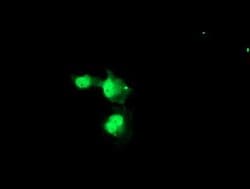 NUB1 Monoclonal Antibody (OTI4H2), TrueMAB , OriGene 100 &mu;L; Unconjugated:Antibodies,