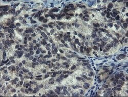 NUB1 Monoclonal Antibody (OTI2G1), TrueMAB , OriGene:Antibodies:Primary