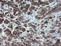 NUB1 Monoclonal Antibody (OTI4H2), TrueMAB , OriGene 100 &mu;L; Unconjugated:Antibodies,