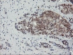 NUB1 Monoclonal Antibody (OTI4H2), TrueMAB , OriGene 100 &mu;L; Unconjugated:Antibodies,