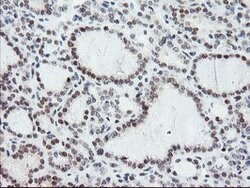 NUB1 Mouse anti-Canine, Human, Rat, Clone: OTI4H2, lyophilized, TrueMAB