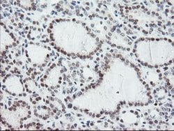 NUB1 Monoclonal Antibody (OTI4H2), TrueMAB , OriGene 100 &mu;L; Unconjugated:Antibodies,