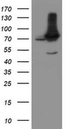 NUB1 Monoclonal Antibody (OTI2G1), TrueMAB , OriGene 100 &mu;L; Unconjugated:Antibodies,
