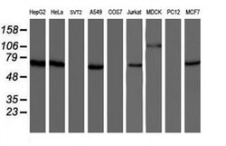 NUB1 Monoclonal Antibody (OTI2G1), TrueMAB , OriGene:Antibodies:Primary