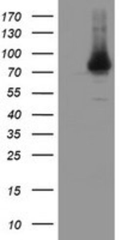 NUB1 Mouse anti-Canine, Human, Rat, Clone: OTI4H2, lyophilized, TrueMAB