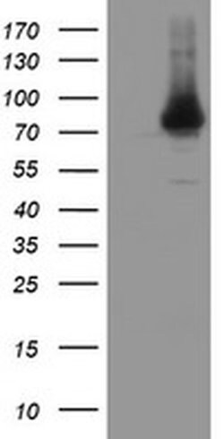 NUB1 Monoclonal Antibody (OTI4H2), TrueMAB , OriGene 100 &mu;L; Unconjugated:Antibodies,