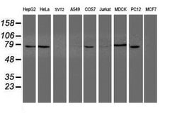 NUB1 Mouse anti-Canine, Human, Rat, Clone: OTI4H2, lyophilized, TrueMAB