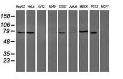 NUB1 Monoclonal Antibody (OTI4H2), TrueMAB , OriGene 100 &mu;L; Unconjugated:Antibodies,