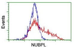 NUBPL Mouse anti-Human, Clone: OTI5D5, lyophilized, TrueMAB 100 &mu;g;