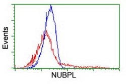 NUBPL Monoclonal Antibody (OTI7D6), TrueMAB , OriGene:Antibodies:Primary