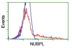 NUBPL Mouse anti-Human, Clone: OTI5C12, lyophilized, TrueMAB 100 &mu;g;