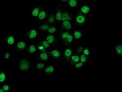 NUBPL Mouse anti-Human, Clone: OTI5D5, lyophilized, TrueMAB 100 &mu;g;