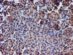 NUBPL Mouse anti-Human, Clone: OTI5D5, lyophilized, TrueMAB 100 &mu;g;